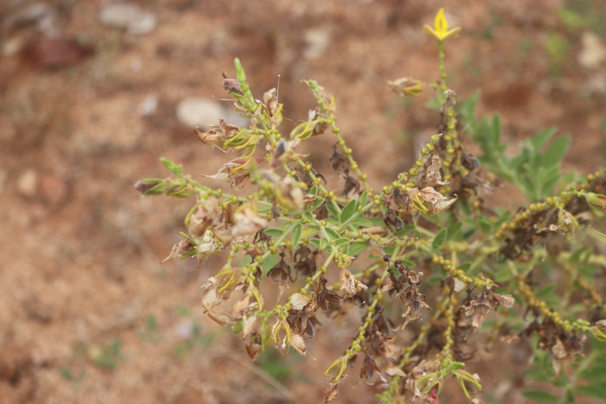 Crotalaria lunulata B.Heyne ex Wight & Arn.